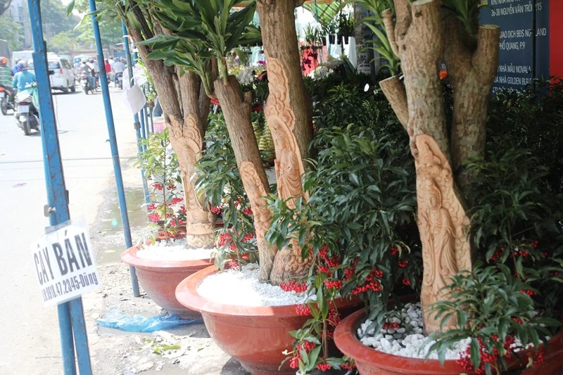 Độc đáo cây phát tài khắc hình Phật tại chợ hoa Sài Gòn ảnh 4